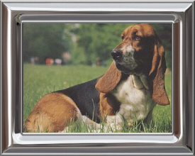 Basset Hound